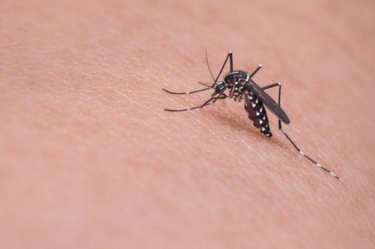  Комар обыкновенный – неприятное кровососущее насекомое. Своими укусами и назойливым писком он доставляет неудобства в теплое время года.