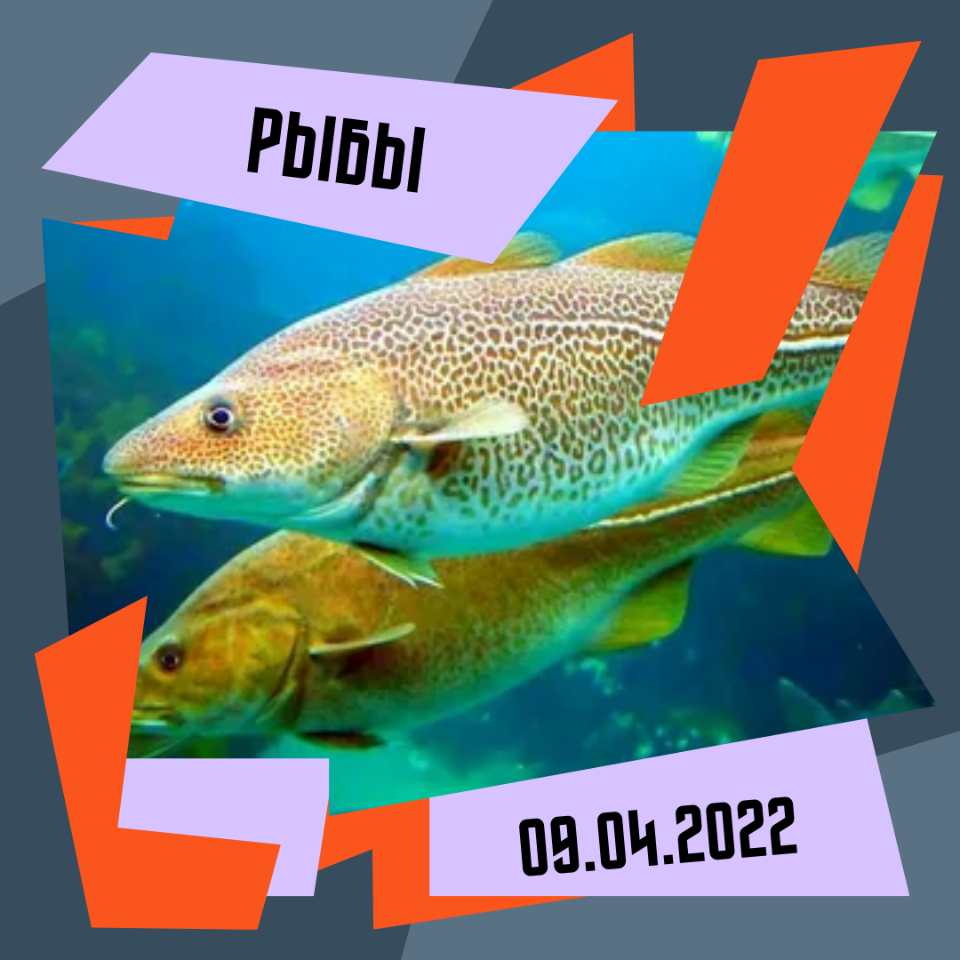 Рыбы - 09.04.2022