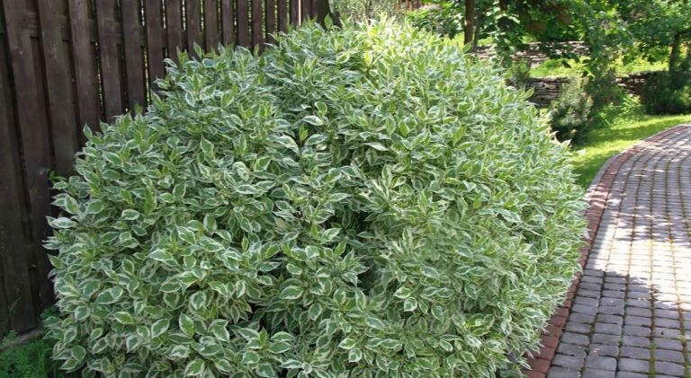 Фото из открытого источника.