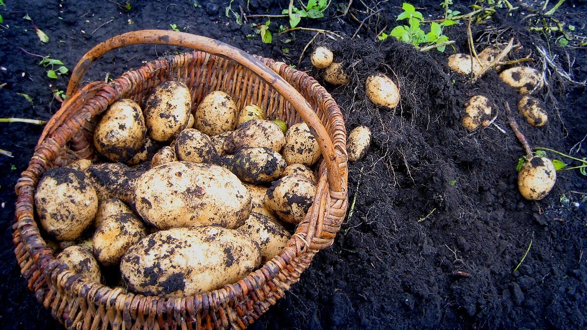 Хороший сорт картофеля - еще не гарантия хорошего урожая