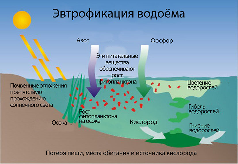 Что такое эвтрофикация Что такое эвтрофикация