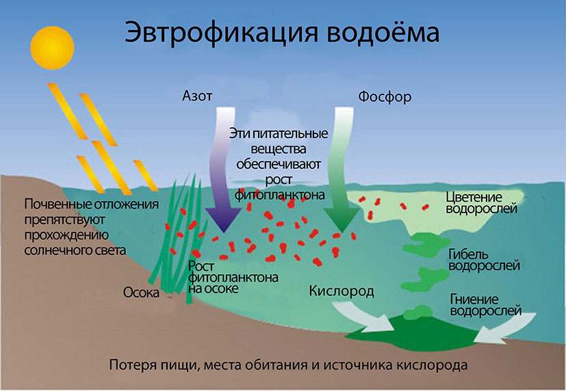 На рисунке показано что в процессе эвтрофикации в водоеме может произойти