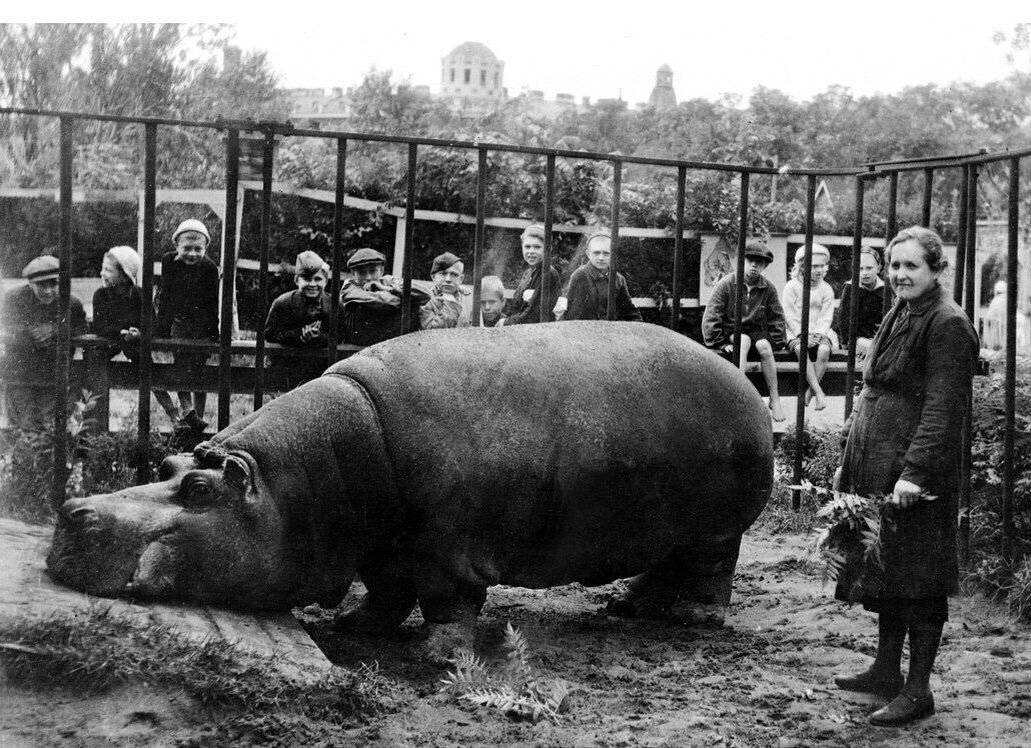 Блокадный бегемот и девочка читать. Ленинградский зоопарк 1941-1945. Животные зоопарка блокадного Ленинграда. Бегемотиха красавица в блокадном Ленинграде. Московский зоопарк в годы Великой Отечественной войны.