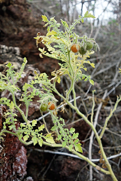 Томат галапагосский (Solanum galapagense). // https://translated.turbopages.org/proxy_u/en-ru.ru.148c48f1-626a7f7a-b4025abf-74722d776562/https/en.wikipedia.org/wiki/Solanum_galapagense