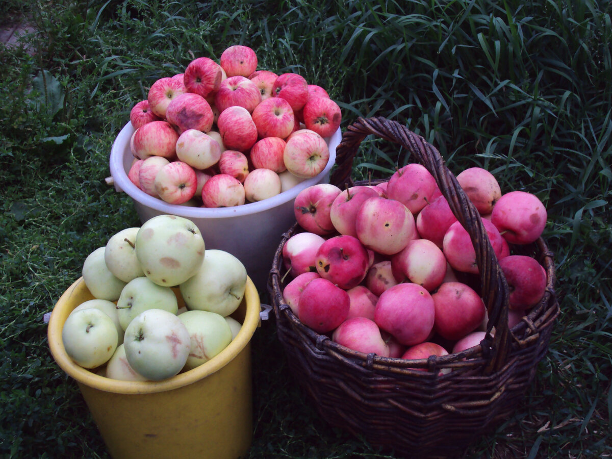 Яблоки из нашего сада 