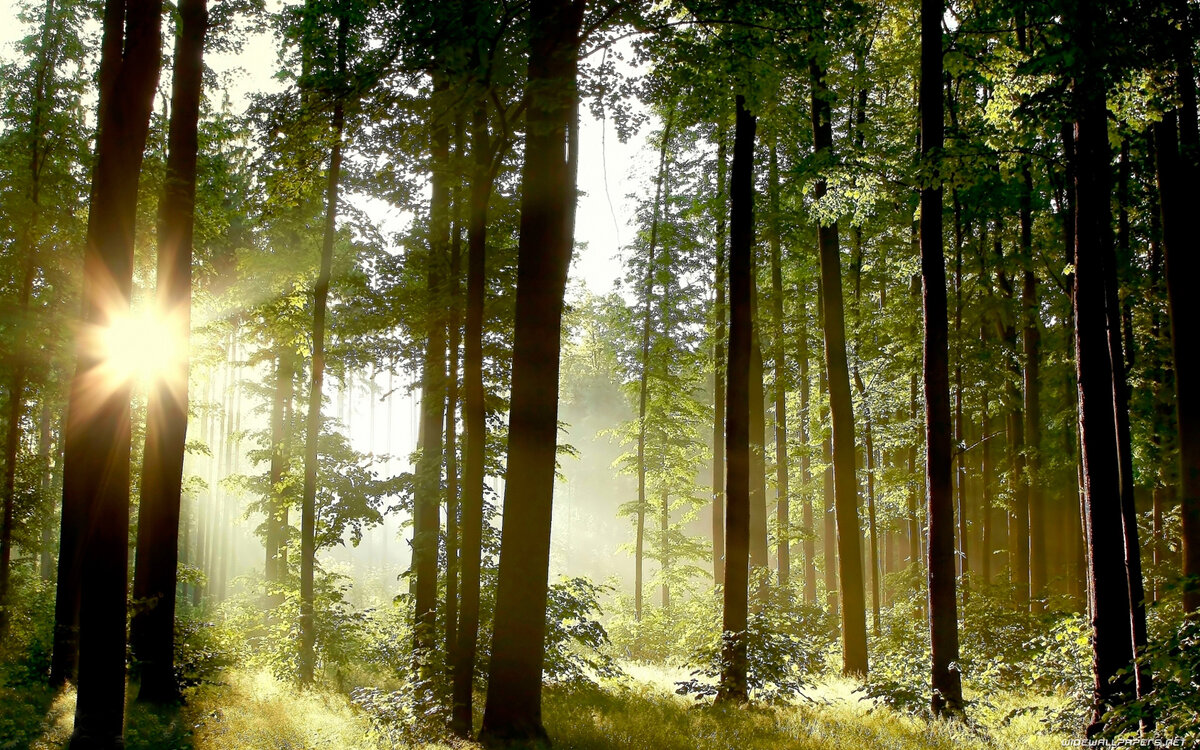 Лес - это зеленые легкие нашей планеты, которыми покрыта треть суши или чуть больше 4 миллиардов га.