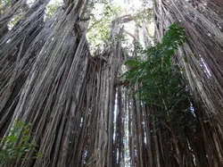 Я не знаю где лиана, но она есть. 