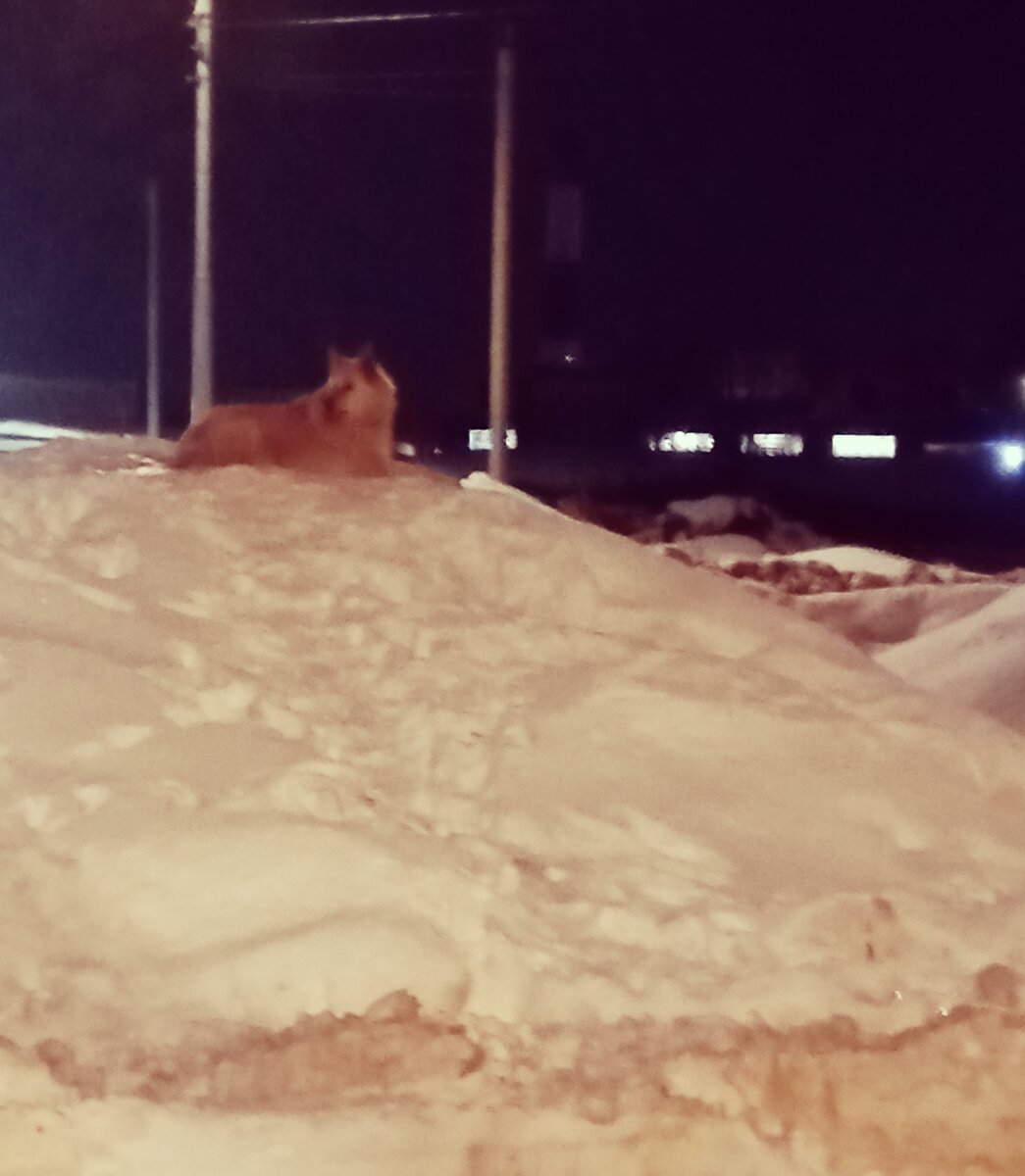 Брат нашей Рыжей изображает Акелу на горе из снега