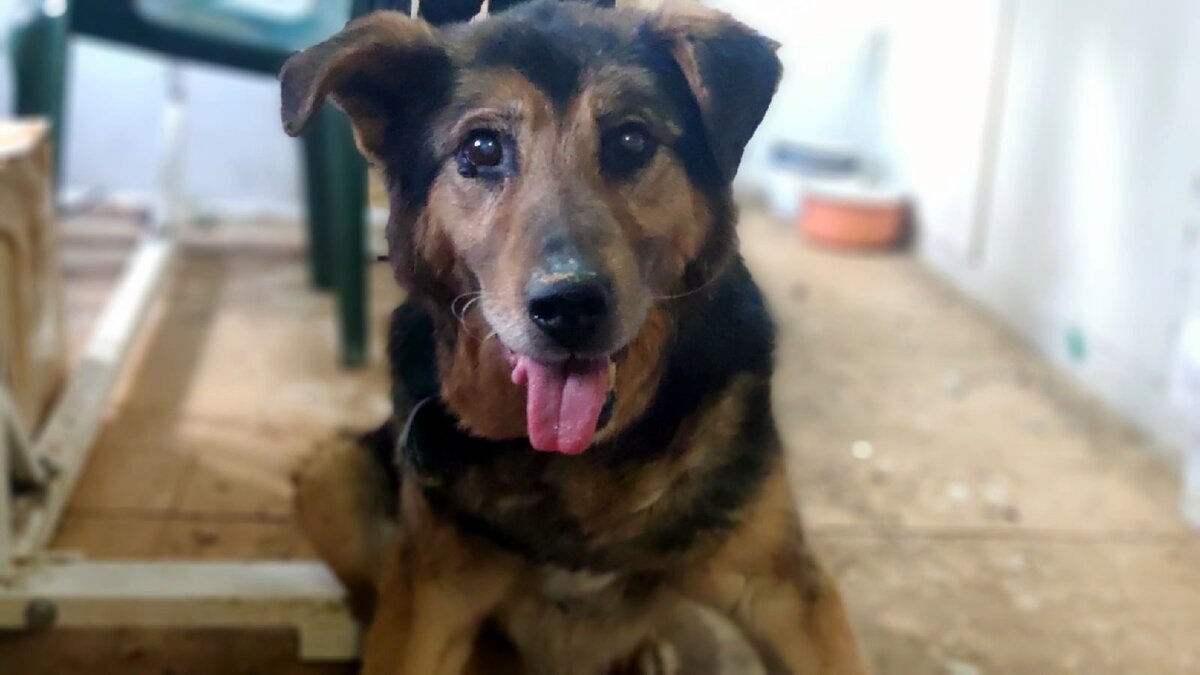 Полкаша волнуется: "А когда будут сосиски?"