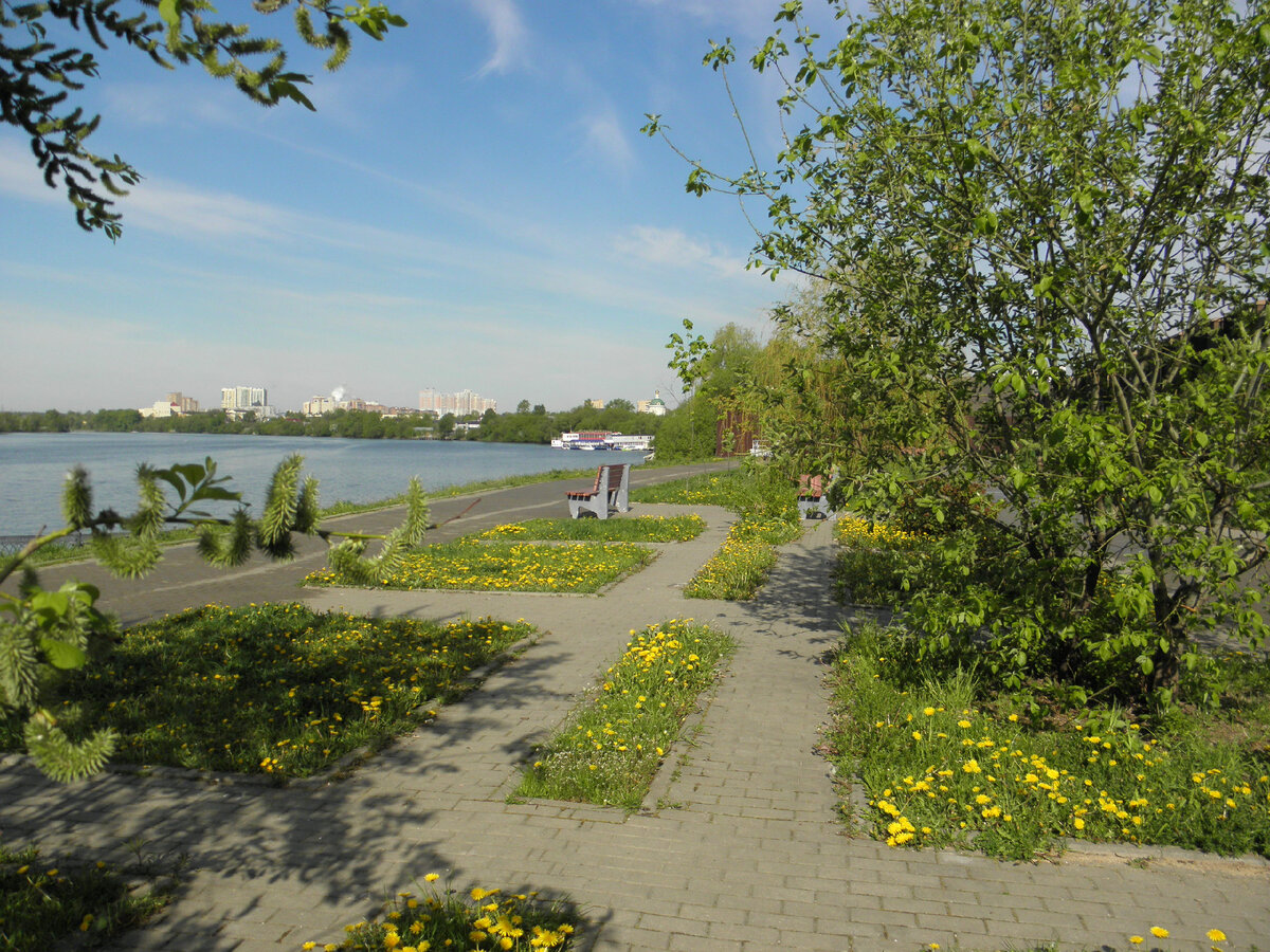 Наконец-то одуванчики.