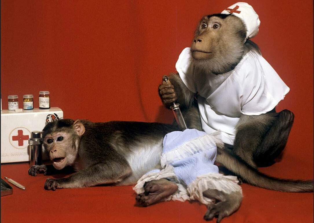 На самом деле, обезьяны не являются основными носителями обезьяньей оспы, они лишь её передатчики. Фото: cont.ws