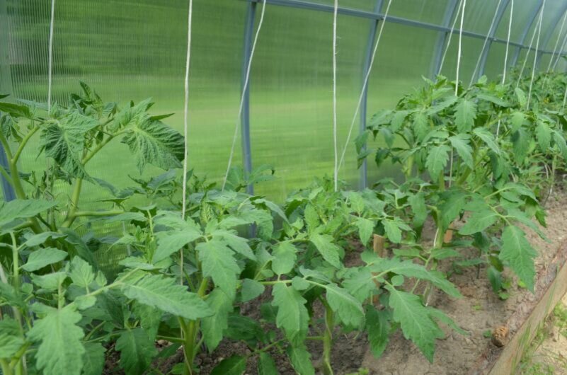 Подвязываю кусты томатов.