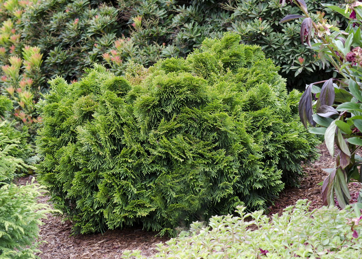 Thuja occidentalis Grüne Kugel туя Западная Грюн Кугель