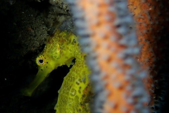     Знали ли вы, что потомство морских коньков вынашивают самцы? 5 малоизвестных фактов о загадочных подводных жителях