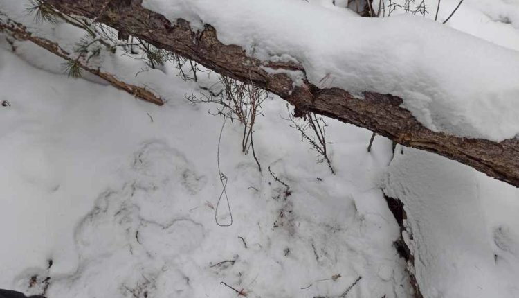 Фото: Нацпарк "Сайлюгемский"