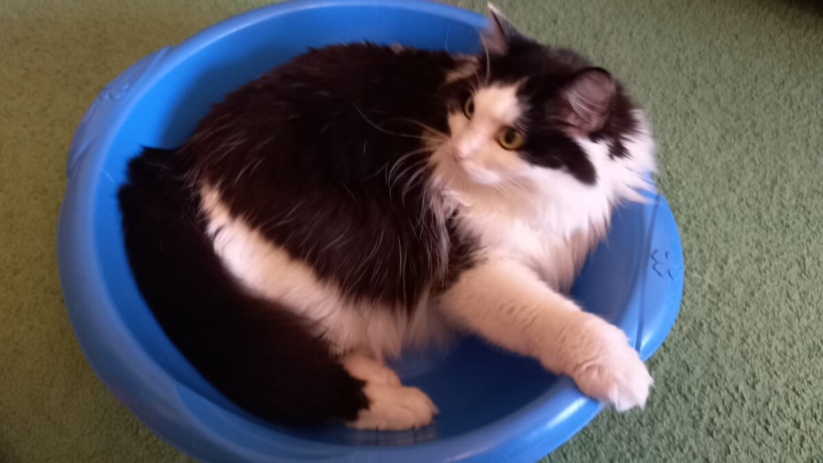 Эля - хозяйка Колоусова Женя