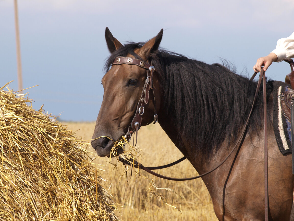 Мечта с хорошим аппетитом:)