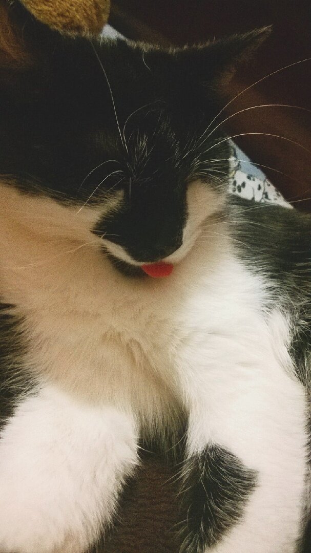 Фото автора. Миссис Глаша в стране снов