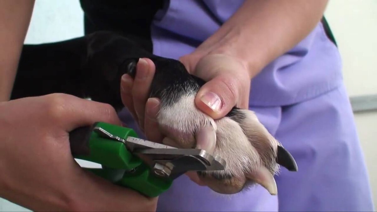 Фото из архива грумеров