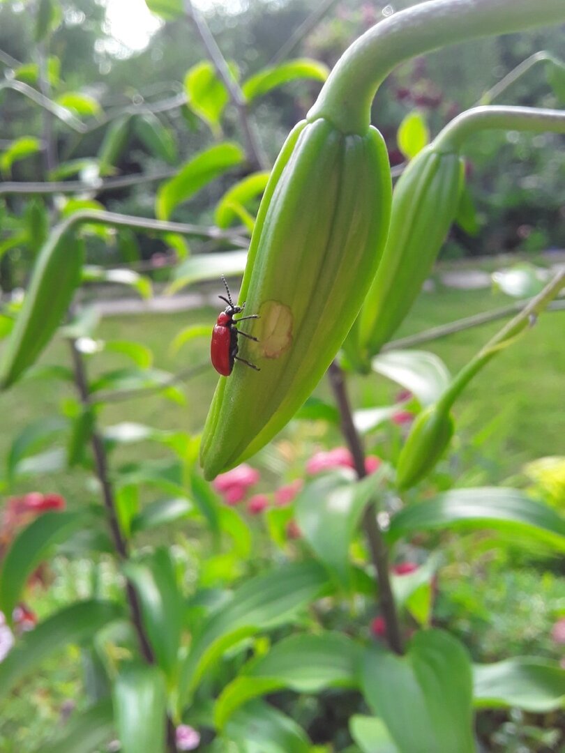 Лилейная трещалка - злейший враг лилий