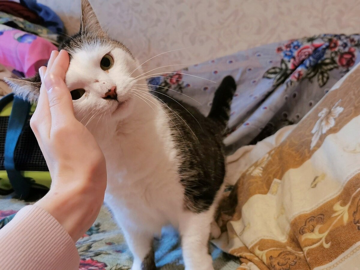 © ВСЕ ОТТЕНКИ КОШАЧЬЕГО. Есения очень любит гладиться 