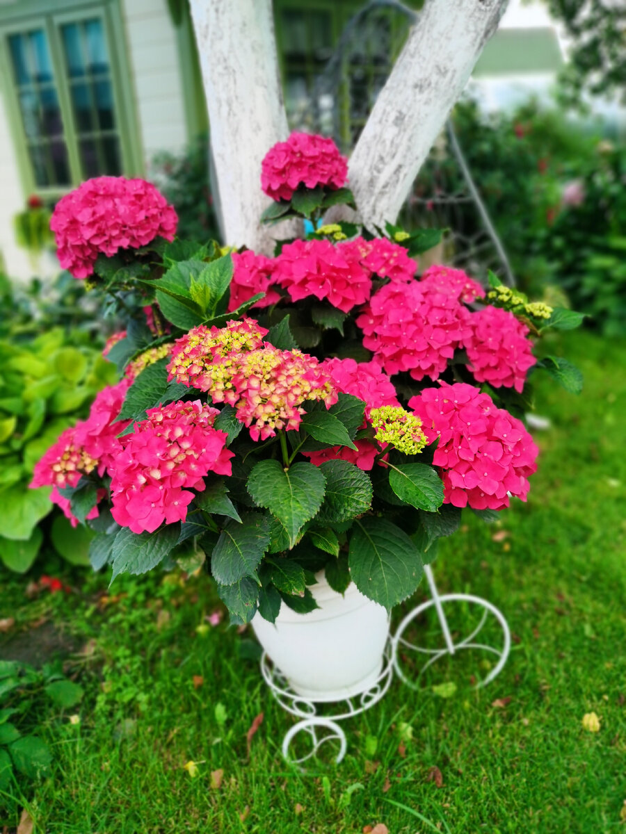 Компаньоны для крупнолистной гортензии. Компаньоны для крупнолистной гортензии. Можно ли растить гортензию в горшке. Можно ли растить гортензию в горшке. Можно ли растить гортензию в горшке.