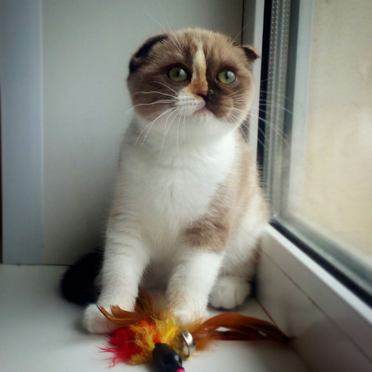 Фея (Fairy Tinker Belle, окрас черный минковый калико)