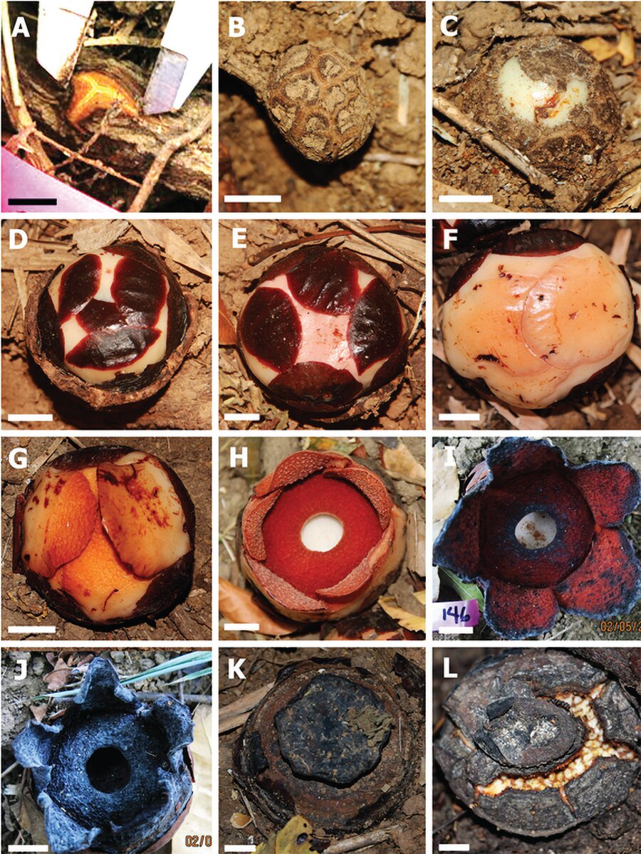     Rafflesia consueloae: )    , )         ,         , (C)   , D)    -         , E)    ()      , F)       ,    , G)  , H)   R. consueloae, I)   , J)  R. consueloae     , K)     L)   R. consueloae       ( : A = 0,5 ; BE, KL = 1 ; FJ = 2 ).    ,   .    . .
