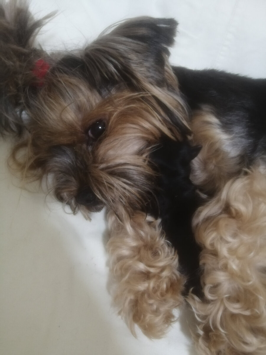 Мама с щенком 