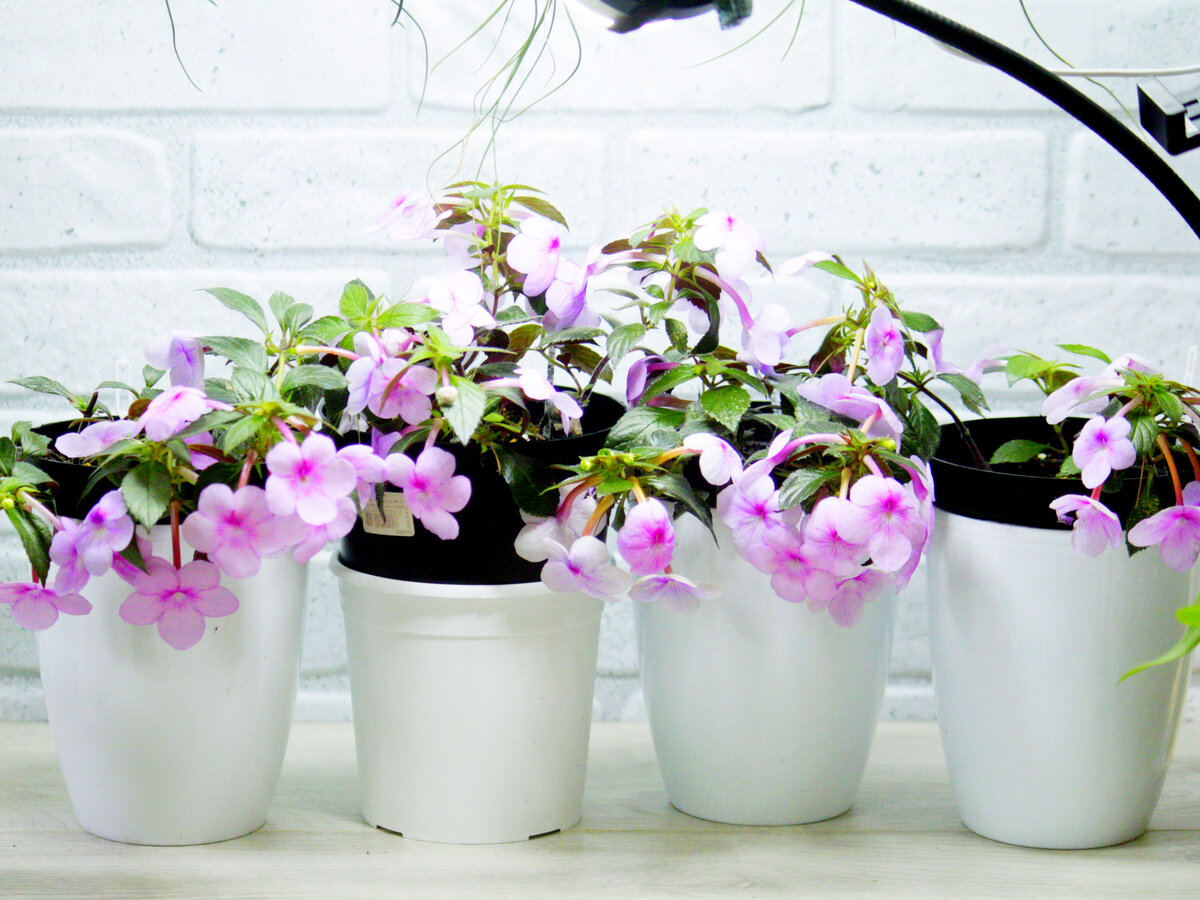 Фото и коллекция Masteritayaplants