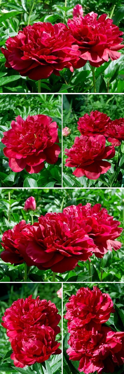 Санинструктор Гайкина ( Рохлины , 2020 год ).