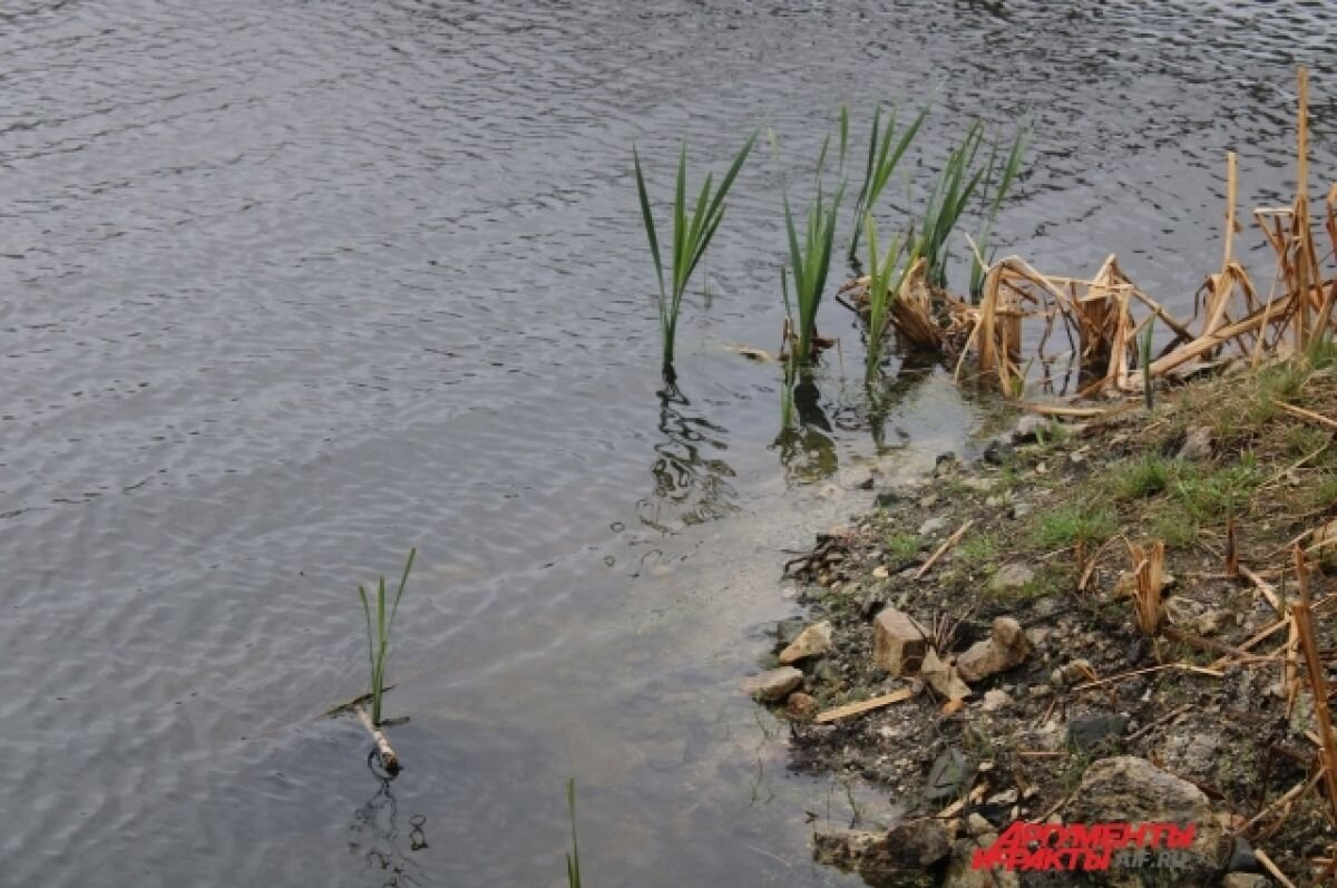    Водоёмы парка «Зелёный остров» Черкесска готовят к очистке