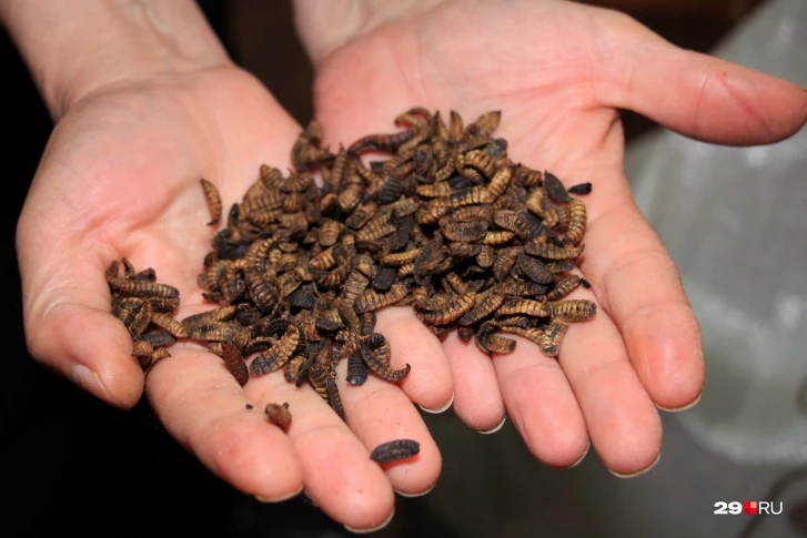 Так выглядят личинки. Фото Кристины Полевой.