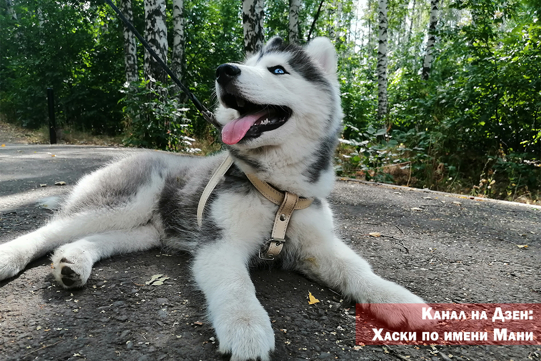 Встречаются разные типы людей, и животному крупно повезло, если он попал в руки адекватных, добрых, заботливых хозяев.-2