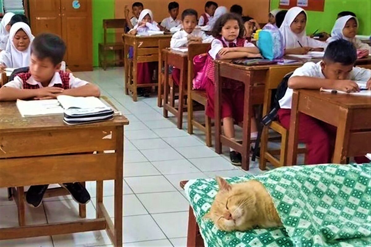 Школа уроки спать. Индонезия школа. Котик школа Индонезия. Спящий кот на уроках в Индонезии.