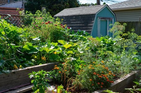 Разбираемся, с какими растениями лучше всего уживаются распространенные огородные культуры.Смешанные посадки: выбираем лучших соседей для растений