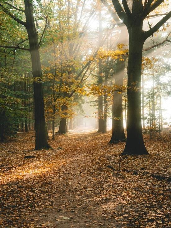     Фото pixabay.com