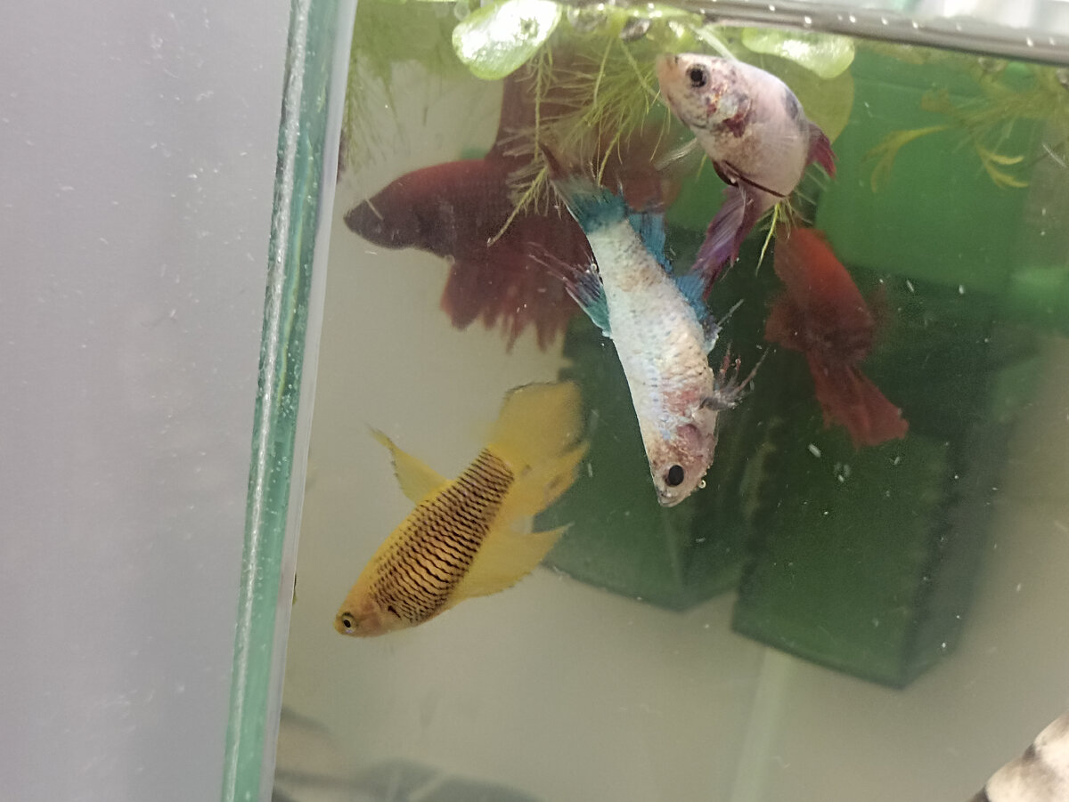 Рыбка с голубыми плавниками без признаков жизни. Фото автора