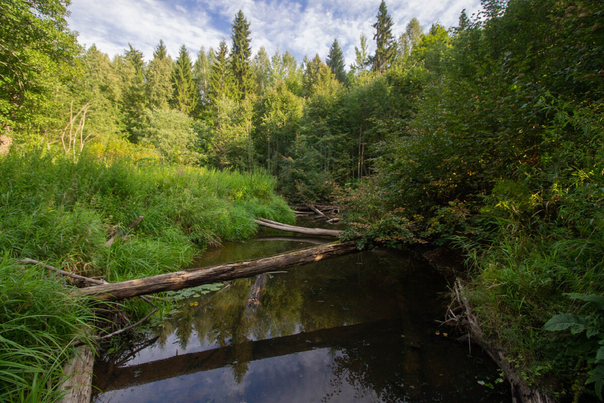 Русло, переваленное бревнами