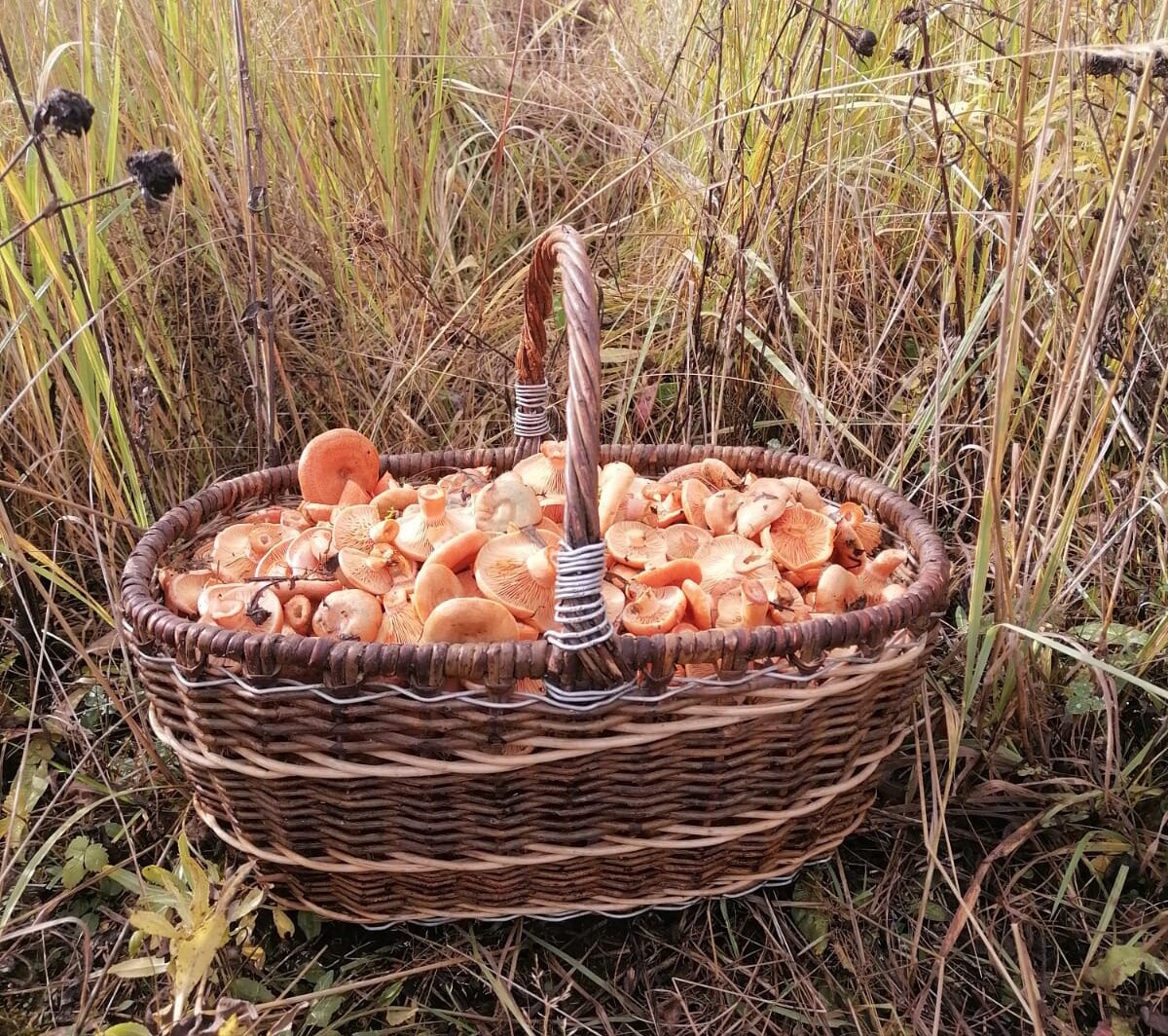 Простой рыжик Простой рыжик