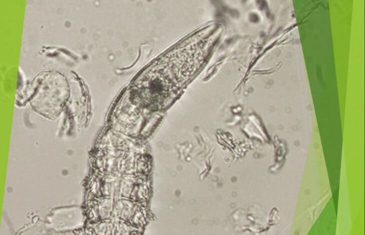    Демодекозные клещи научились маскироваться в ушах у собак
