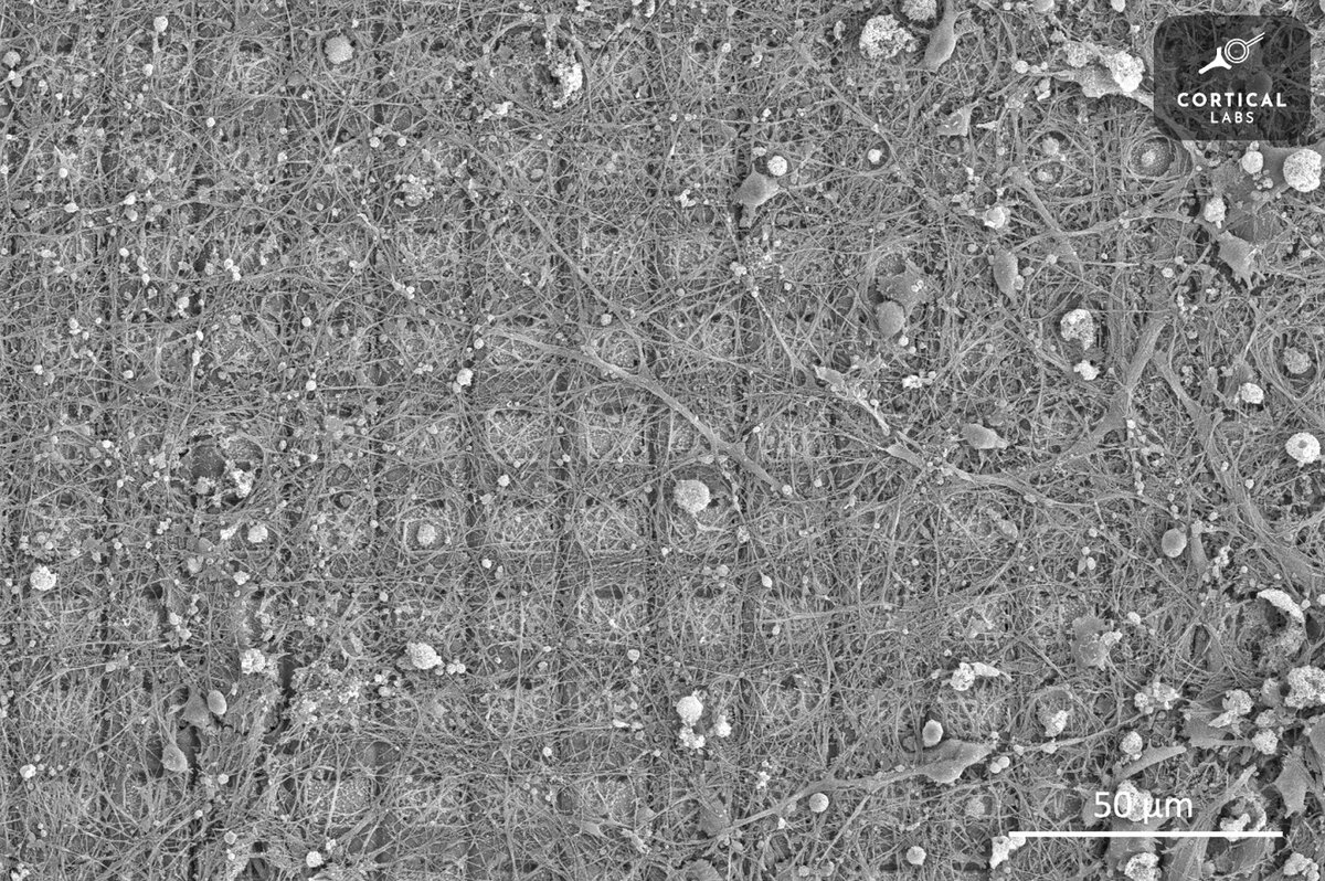    Нейроны, растущие по направлению электродовCortical Labs