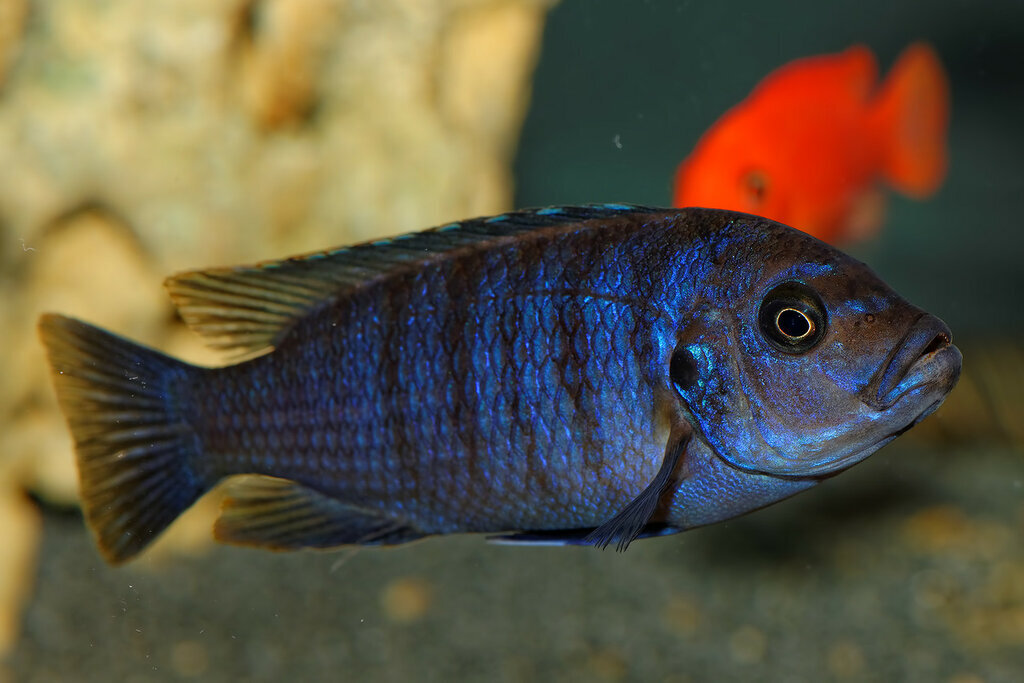 Цихлида Малави  (источник изображения cichlids.ru)