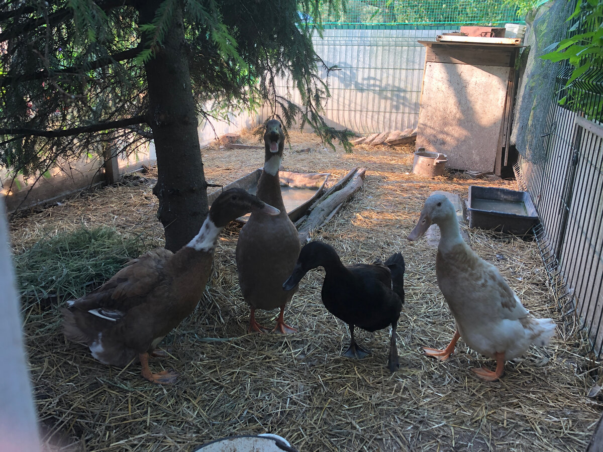 Утки в своем приличном вольере с елкой. Но их жилье - на заднем плане - не соответствует.