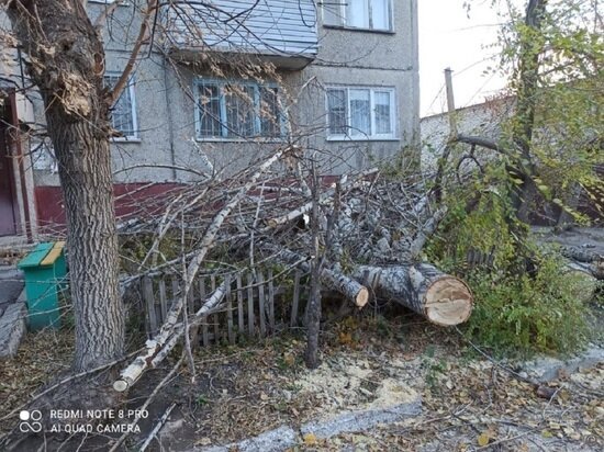     Фото: barnaul.org