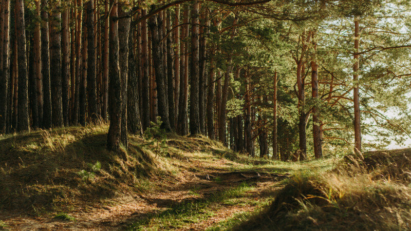     Лес, зелень, темный лес, природа. unsplash.com.