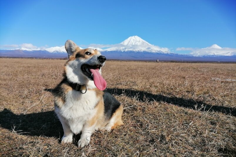 На Камчатке прошёл забег "Беги, корги, беги!". Фото: Елена Поддубная, ИА KamchatkaMedia 