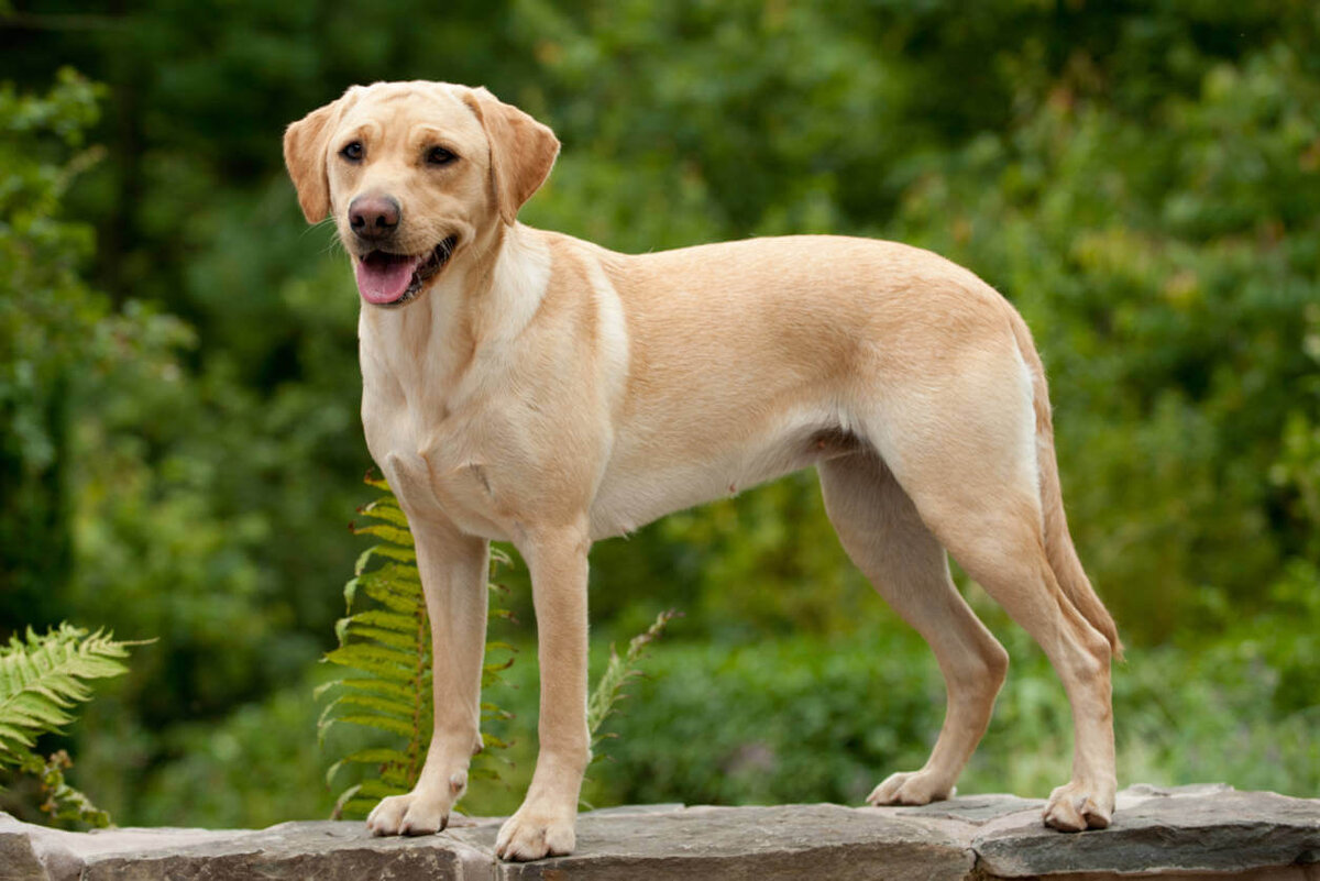 Лабрадор-ретривер — порода собак. Первоначально была выведена в качестве охотничьей подружейной собаки.