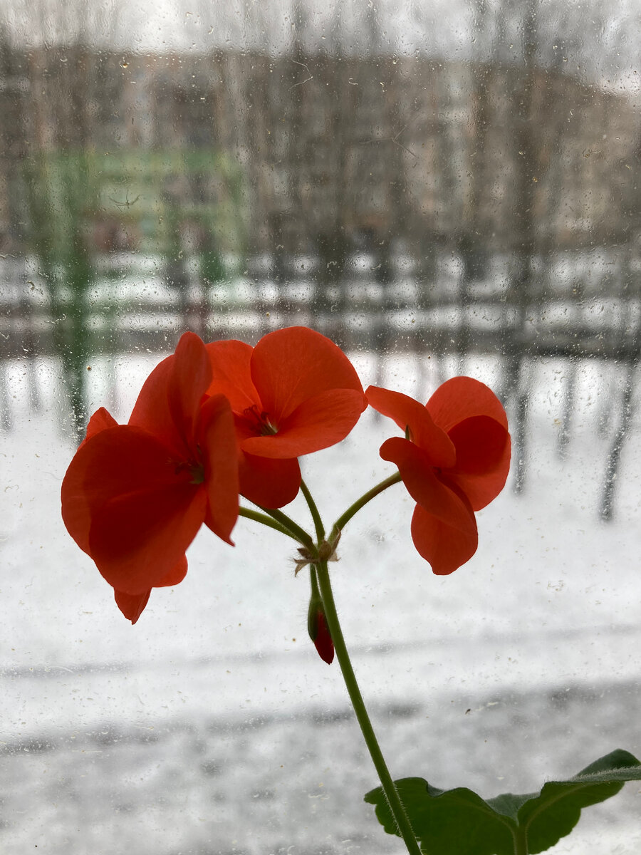 Цветет моя герань. Фото из личного архива автора.