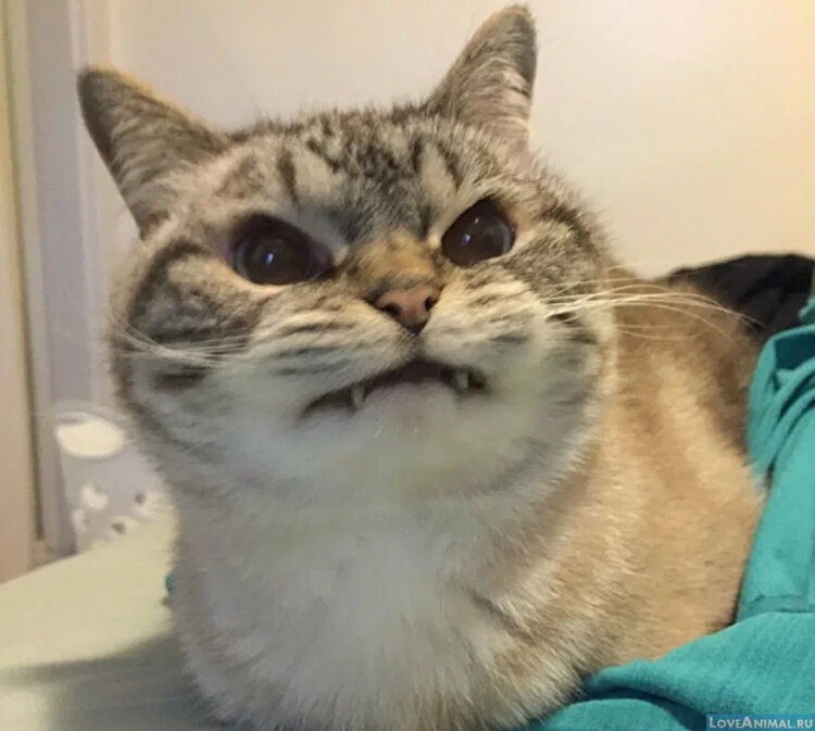 #подпишись #коты